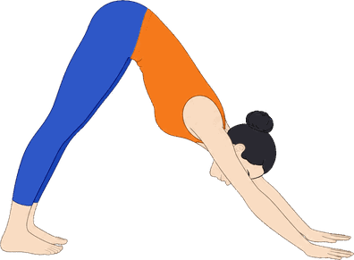An illustration of Adho Mukha Svanasana, Downward Facing Dog.