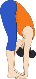 An illustration of Padahastasana, Hands Under Feet.