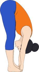 An illustration of Padangusthasana, Big Toe Pose.