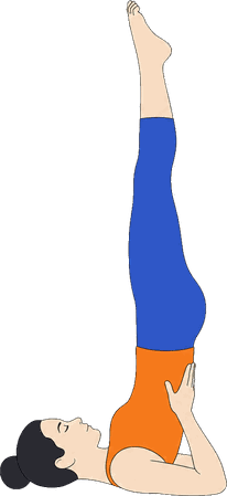 An illustration of Salamba Sarvangasana, Supported Shoulderstand.