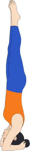 An illustration of Sirsasana, Headstand.