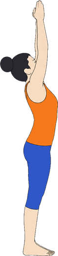 An illustration of Urdhva Hastasana, Arms Raised.